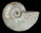 Silver Iridescent Ammonite - Madagascar #5338-1